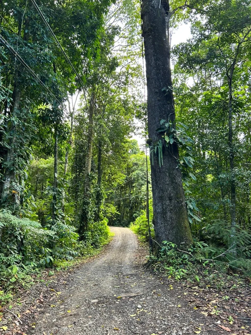 DEVELOPMENT PROPERTY IN THE MIDDLE OF THE JUNGLE, IN PIÑUELAS – 85 ACRES, photo 9