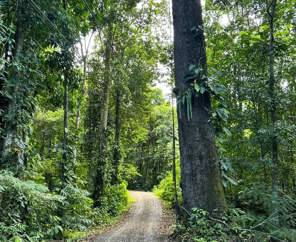 DEVELOPMENT PROPERTY IN THE MIDDLE OF THE JUNGLE, IN PIÑUELAS – 85 ACRES, photo 10
