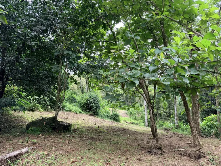 Uvita Development Farm - 40.47 Acres Estate, photo 11