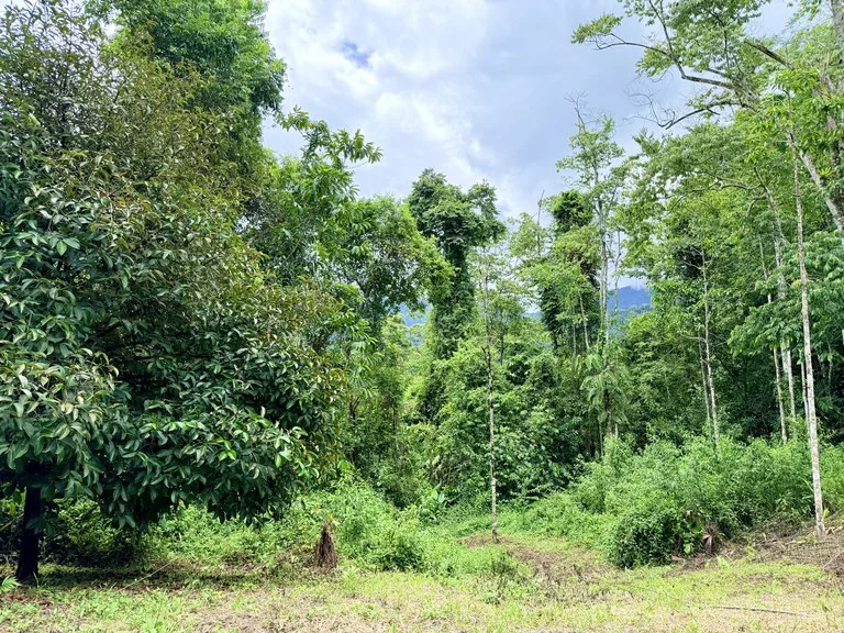 Uvita Development Farm - 40.47 Acres Estate, photo 14