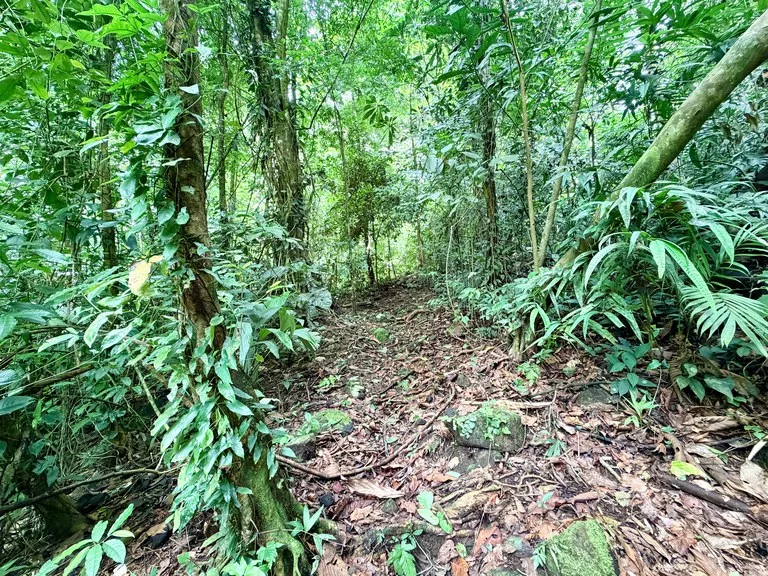 Uvita Development Farm - 40.47 Acres Estate, photo 4