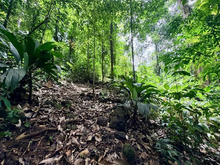 Uvita Development Farm - 40.47 Acres Estate, photo 5