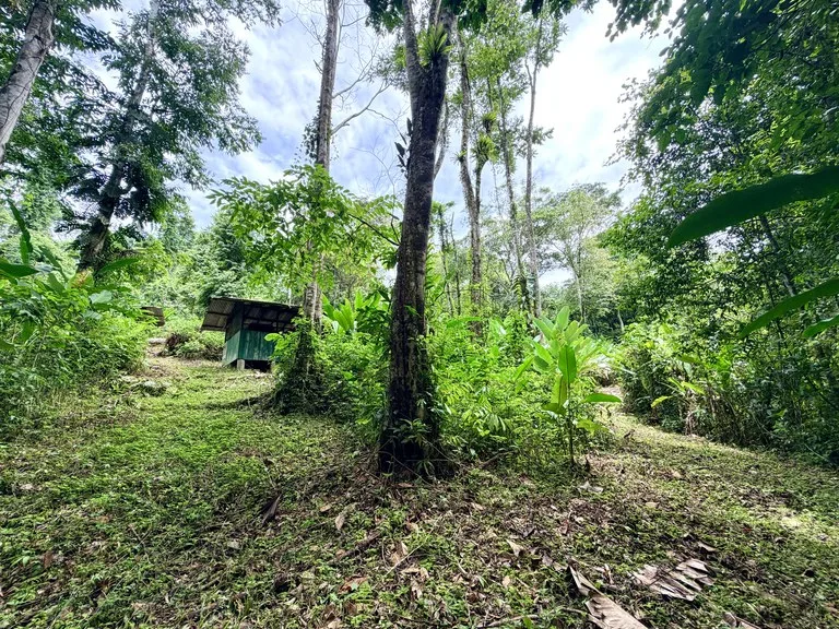 Uvita Development Farm - 40.47 Acres Estate, photo 6