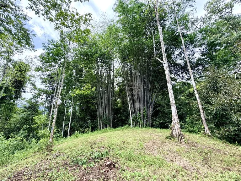 Uvita Development Farm - 40.47 Acres Estate, photo 8