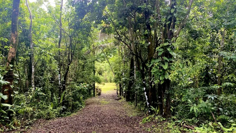 Mountain Home Construction Site For Sale in Tres Rios, photo 2