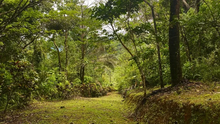 Mountain Home Construction Site For Sale in Tres Rios, photo 13
