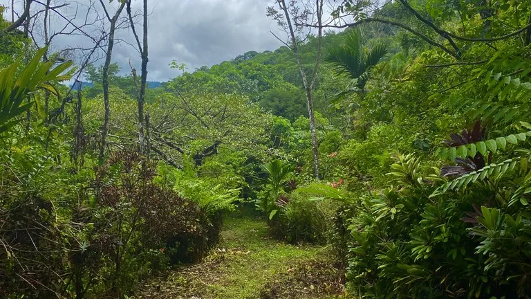 Mountain Home Construction Site For Sale in Tres Rios, photo 4