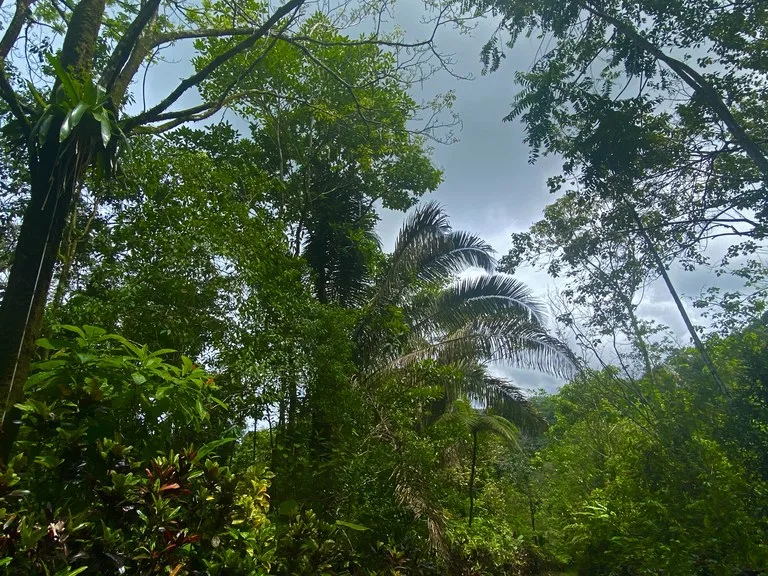 Mountain Home Construction Site For Sale in Tres Rios, photo 5