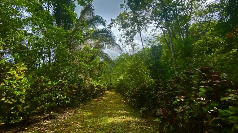 Mountain Home Construction Site For Sale in Tres Rios, photo 6