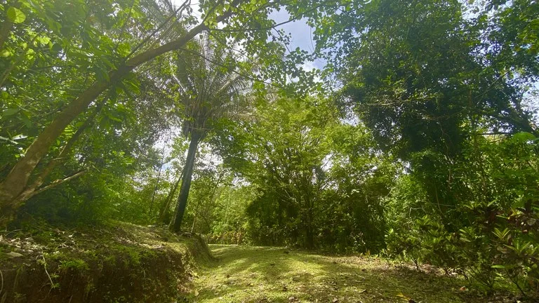 Mountain Home Construction Site For Sale in Tres Rios, photo 7