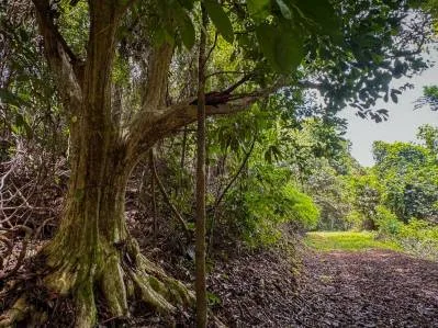136 acres de terreno con vista al mar y múltiples sitios para construir.