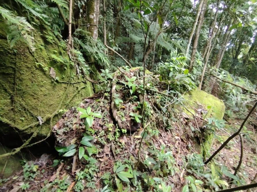 EN VENTA: IMPRESIONANTE FINCA DE 9 HECTÁREAS EN SAN BLAS CON NACIENTES - Venta en Perez Zeledón, photo 11