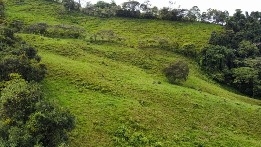 EN VENTA: IMPRESIONANTE FINCA DE 9 HECTÁREAS EN SAN BLAS CON NACIENTES - Venta en Perez Zeledón, photo 13