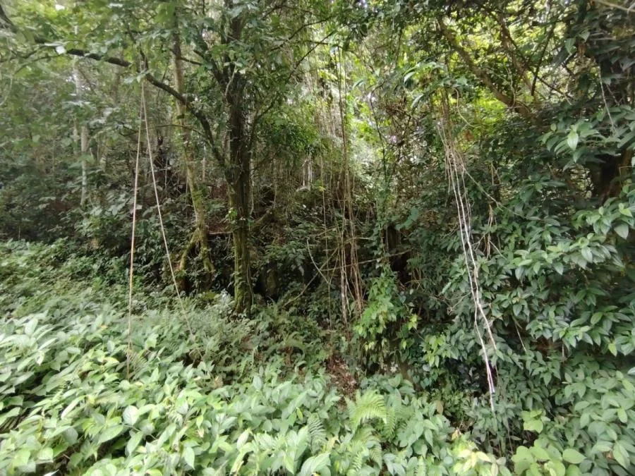 EN VENTA: IMPRESIONANTE FINCA DE 9 HECTÁREAS EN SAN BLAS CON NACIENTES - Venta en Perez Zeledón, photo 14
