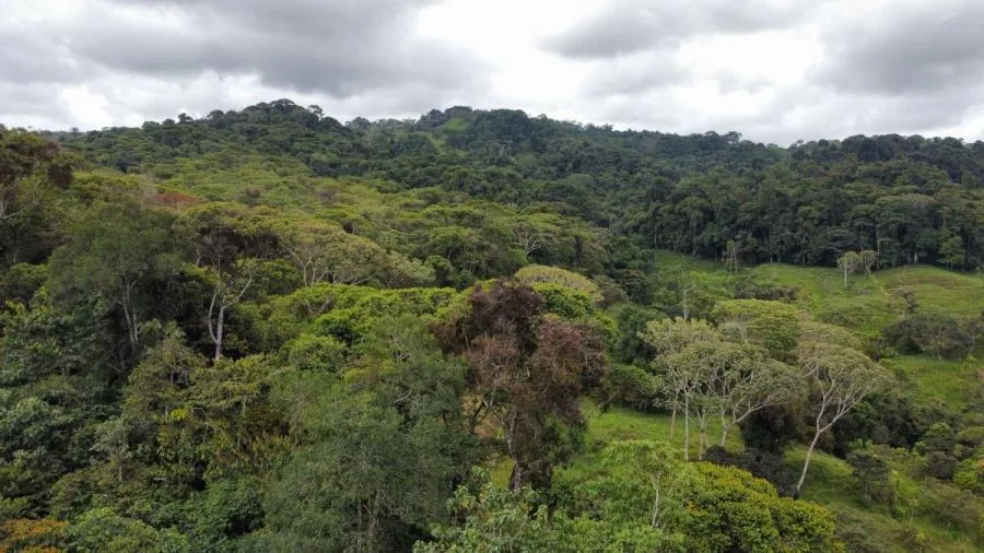 EN VENTA: IMPRESIONANTE FINCA DE 9 HECTÁREAS EN SAN BLAS CON NACIENTES - Venta en Perez Zeledón, photo 7