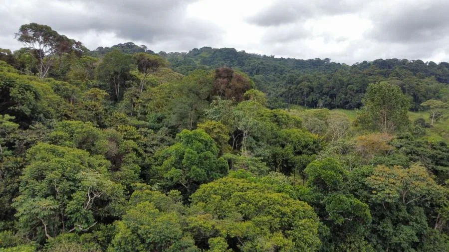 EN VENTA: IMPRESIONANTE FINCA DE 9 HECTÁREAS EN SAN BLAS CON NACIENTES - Venta en Perez Zeledón, photo 9