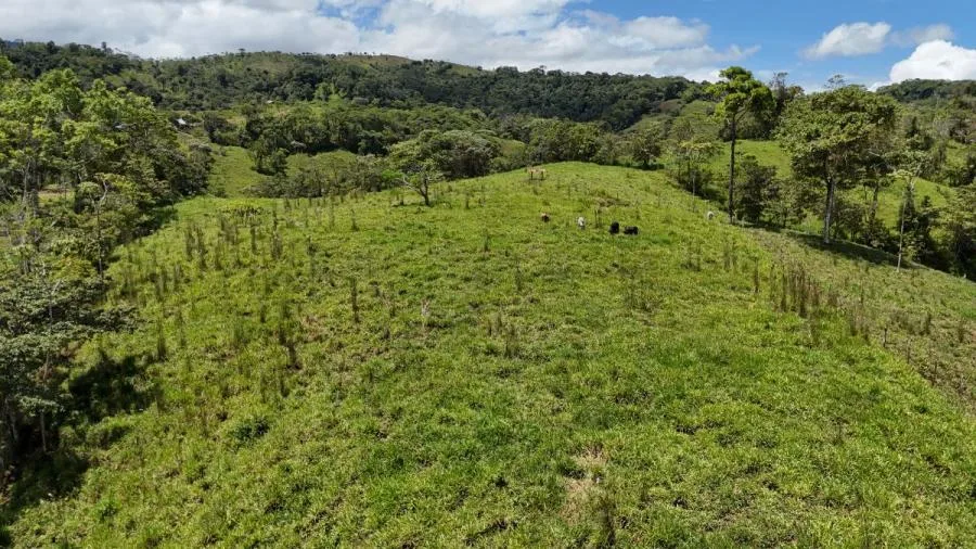 FINCA EN VENTA COSTA RICA 4 HA CON VISTA Y QUEBRADAS - Venta en Perez Zeledón, photo 11