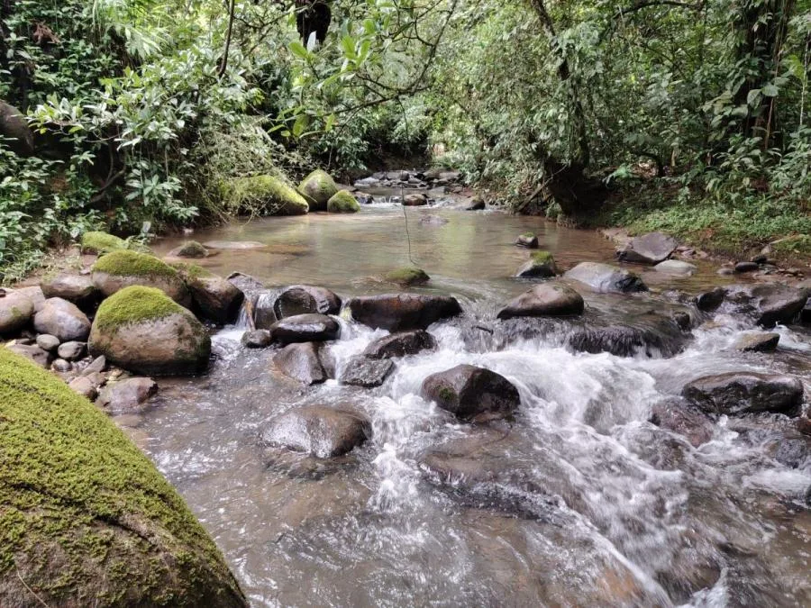 FINCA EN VENTA COSTA RICA 4 HA CON VISTA Y QUEBRADAS - Venta en Perez Zeledón, photo 14
