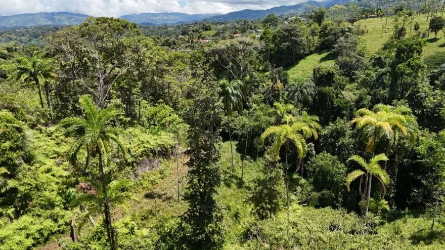FINCA EN VENTA COSTA RICA 4 HA CON VISTA Y QUEBRADAS - Venta en Perez Zeledón, photo 15
