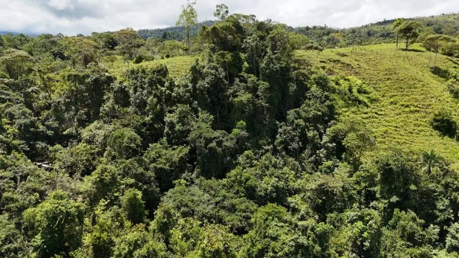 FINCA EN VENTA COSTA RICA 4 HA CON VISTA Y QUEBRADAS - Venta en Perez Zeledón, photo 6