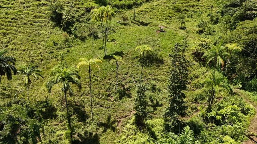 FINCA EN VENTA COSTA RICA 4 HA CON VISTA Y QUEBRADAS - Venta en Perez Zeledón, photo 9