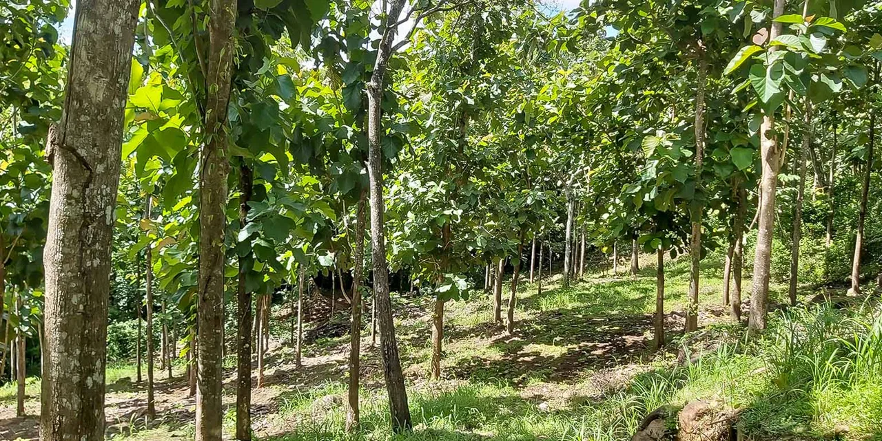 Miramar Farm in Puntarenas, photo 2