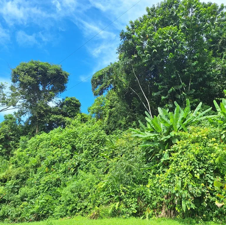 Exceptional Ocean & Mountain View Property in Pinuela Arriba, Costa Rica, photo 9