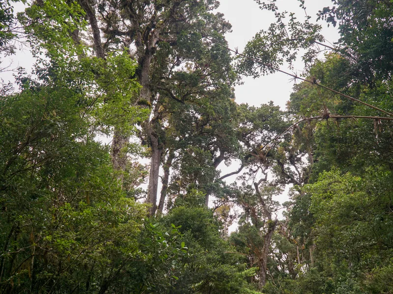 Land For Sale in Perez Zeledon, photo 8