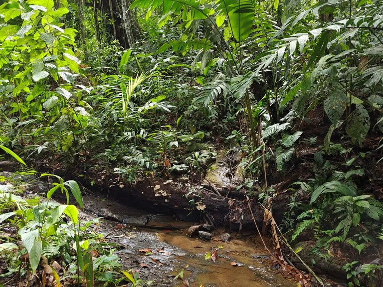 Mountain-Edge Sanctuary with Private Waterfall: 3 Titled Jungle Lots with Platforms, Waterfall, and Income Potential, photo 2