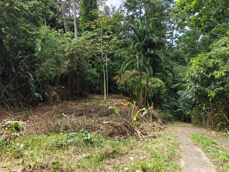 Mountain-Edge Sanctuary with Private Waterfall: 3 Titled Jungle Lots with Platforms, Waterfall, and Income Potential, photo 11