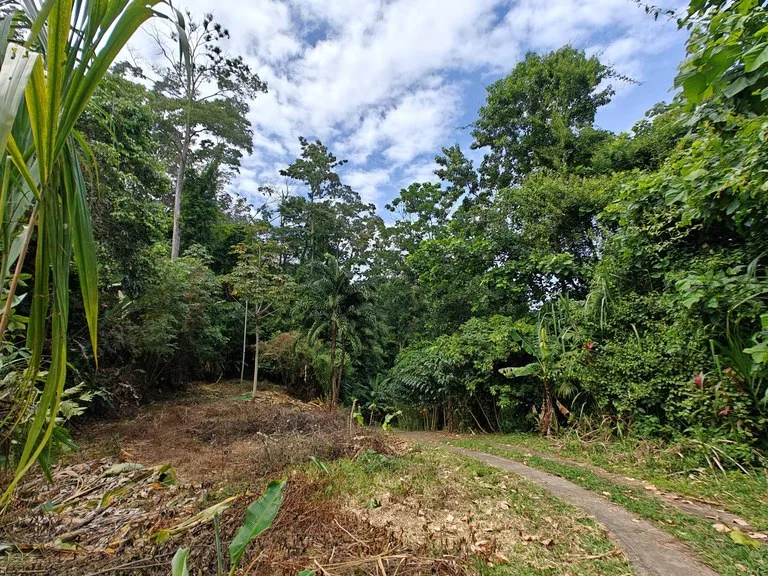 Mountain-Edge Sanctuary with Private Waterfall: 3 Titled Jungle Lots with Platforms, Waterfall, and Income Potential, photo 12