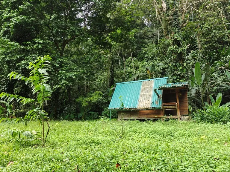 Mountain-Edge Sanctuary with Private Waterfall: 3 Titled Jungle Lots with Platforms, Waterfall, and Income Potential, photo 15