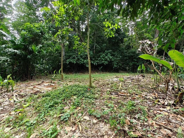Mountain-Edge Sanctuary with Private Waterfall: 3 Titled Jungle Lots with Platforms, Waterfall, and Income Potential, photo 4
