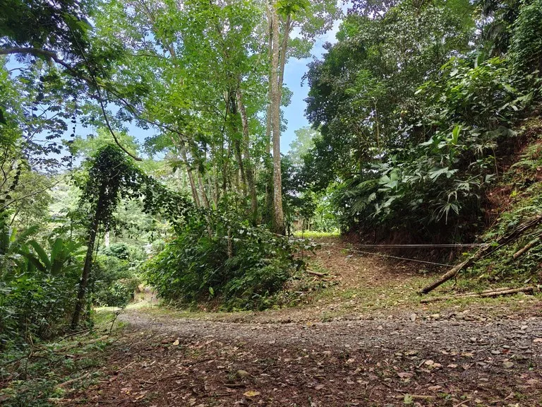 Mountain-Edge Sanctuary with Private Waterfall: 3 Titled Jungle Lots with Platforms, Waterfall, and Income Potential, photo 6