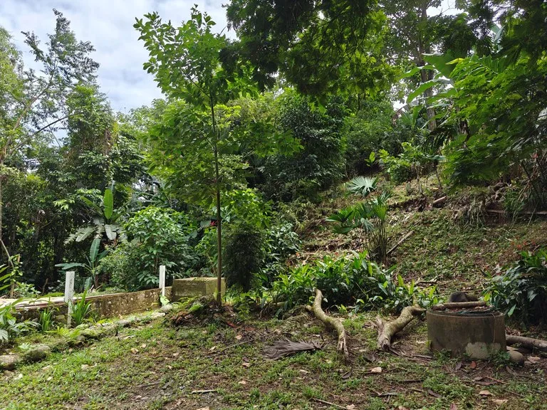 Mountain-Edge Sanctuary with Private Waterfall: 3 Titled Jungle Lots with Platforms, Waterfall, and Income Potential, photo 7