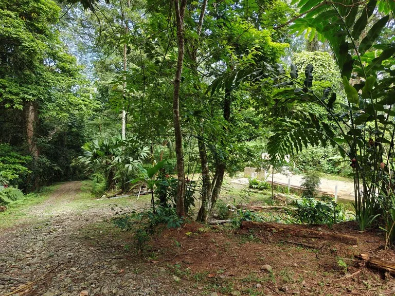 Mountain-Edge Sanctuary with Private Waterfall: 3 Titled Jungle Lots with Platforms, Waterfall, and Income Potential, photo 10