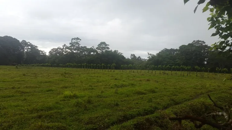 Countryside Development Parcel For Sale in Cariari, photo 12