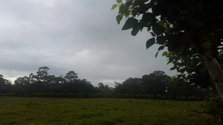 Countryside Development Parcel For Sale in Cariari, photo 13