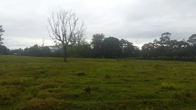 Countryside Development Parcel For Sale in Cariari, photo 15