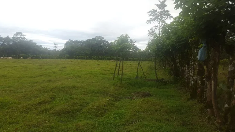 Countryside Development Parcel For Sale in Cariari, photo 3