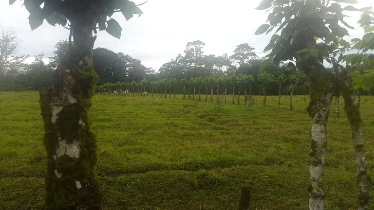 Countryside Development Parcel For Sale in Cariari, photo 4