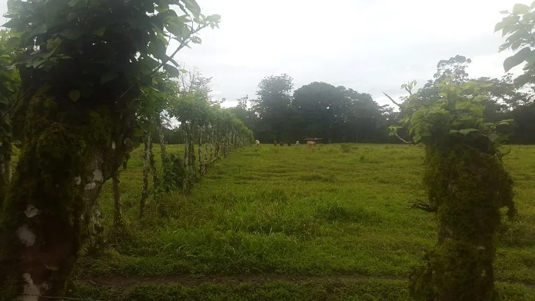 Countryside Development Parcel For Sale in Cariari, photo 5