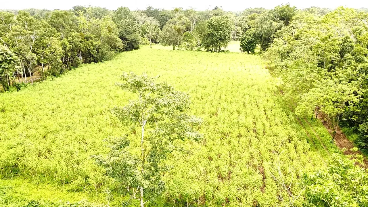 For sale farm located in the community of Los Angeles, 15 minutes to La Fortuna, peek view of Arenal Volcano