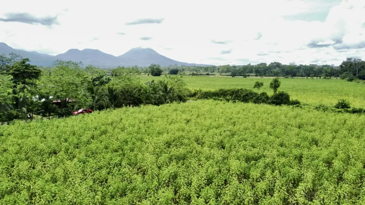 For sale farm located in the community of Los Angeles, 15 minutes to La Fortuna, peek view of Arenal Volcano, photo 4