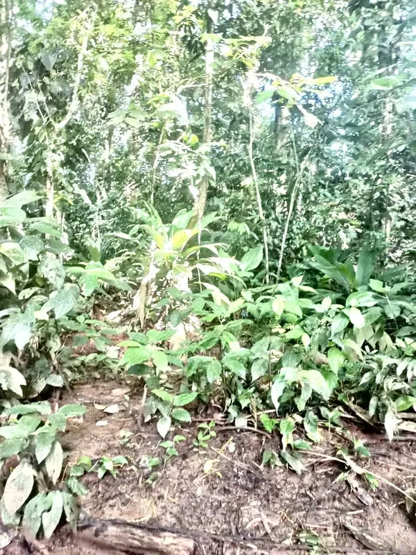 For sale farm located in the community of Los Angeles, 15 minutes to La Fortuna, peek view of Arenal Volcano, photo 6