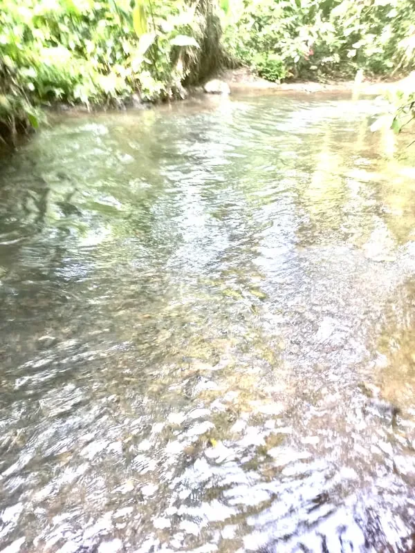 For sale farm located in the community of Los Angeles, 15 minutes to La Fortuna, peek view of Arenal Volcano, photo 8