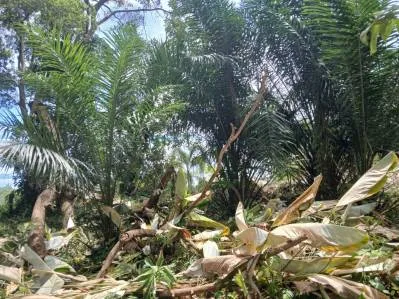 Terreno de 1,14 acres con vista al mar | Fase 5, Ojochal, photo 2