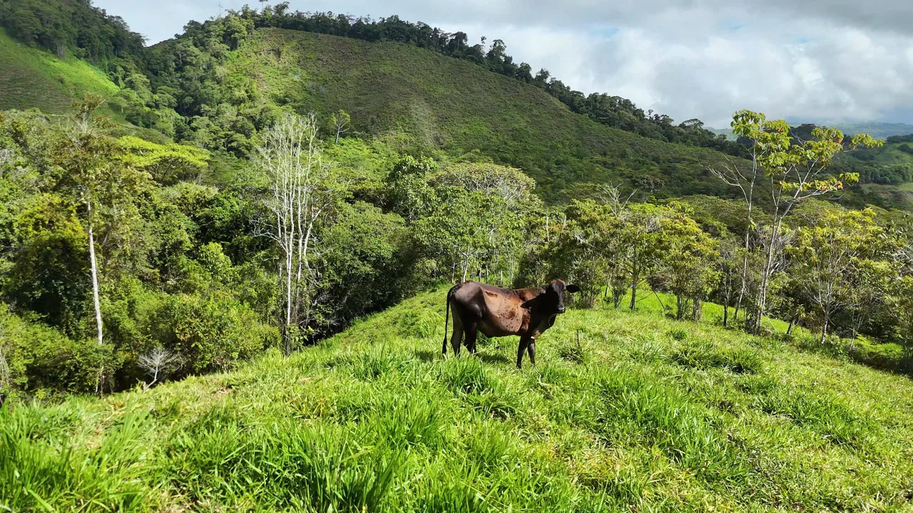 SE VENDE FINCA CON AGUA PROPIA Y VISTAS ESPECTACULARES DE INVERSION EN PÉREZ ZELEDÓN