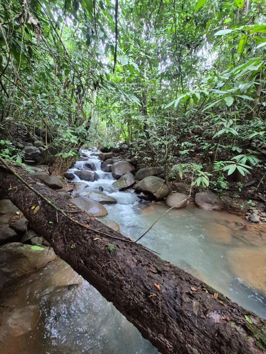HERMOSA FINCA DE 16 ACRES CON QUEBRADAS Y ACCESO A RÍO EN SAN PEDRO - Venta en Perez Zeledón, photo 12