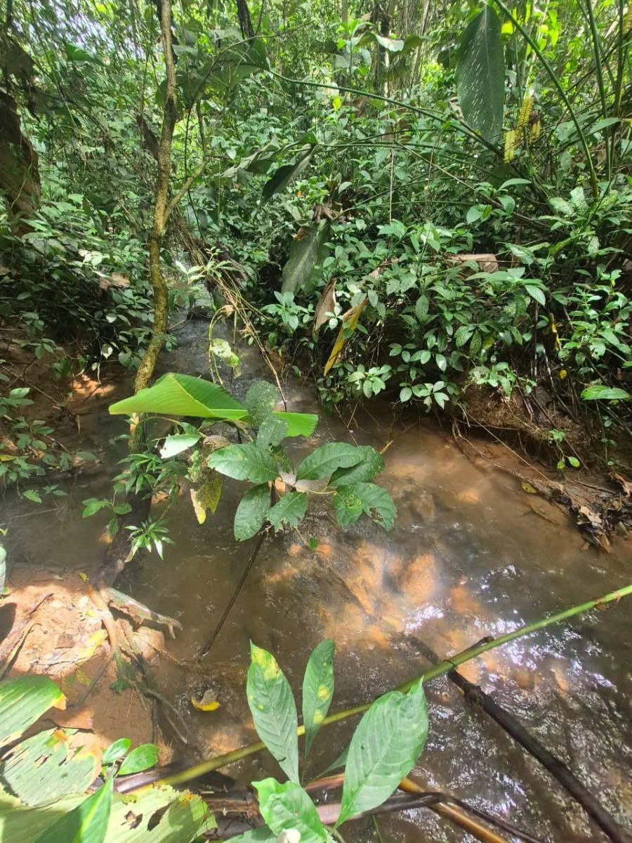 HERMOSA FINCA DE 16 ACRES CON QUEBRADAS Y ACCESO A RÍO EN SAN PEDRO - Venta en Perez Zeledón, photo 6